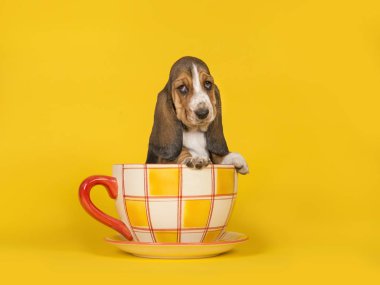 Oturan bir turuncu ve sarı sevimli basset tazı köpek yavrusu 