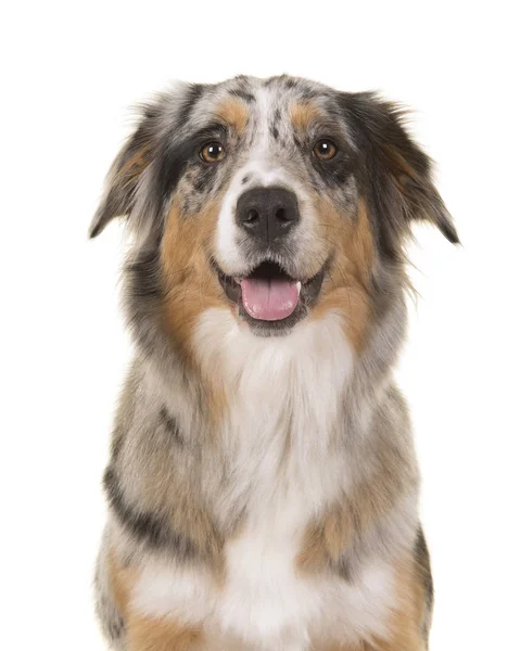 Retrato de um belo cão pastor australiano merle azul — Fotografia de Stock