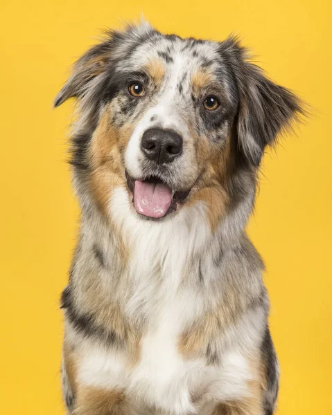 Retrato de um cão pastor australiano bonito em um fundo amarelo — Fotografia de Stock