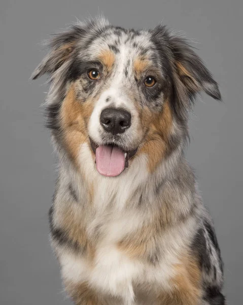 Retrato de um belo azul merle australiano cão pastor em um fundo cinza — Fotografia de Stock