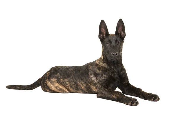 Jolie jeune chien de berger hollandais couché en regardant la caméra — Photo