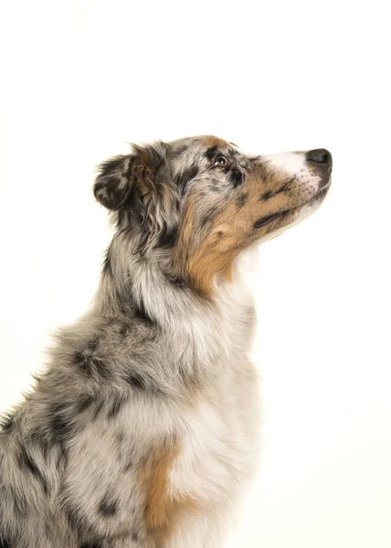 Retrato de un perro pastor australiano mirando hacia arriba visto desde un lado —  Fotos de Stock