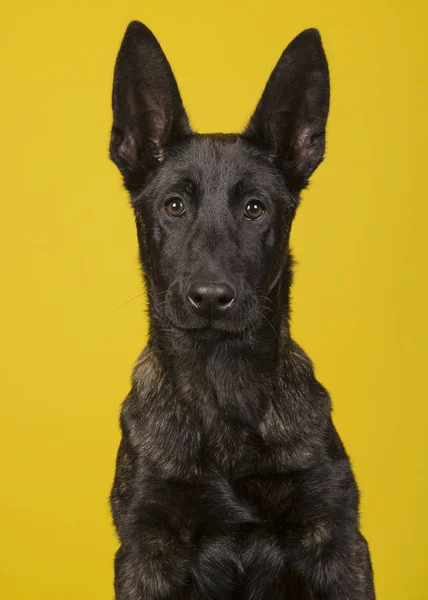 Ritratto di un giovane pastore olandese che guarda la macchina fotografica su uno sfondo giallo — Foto Stock