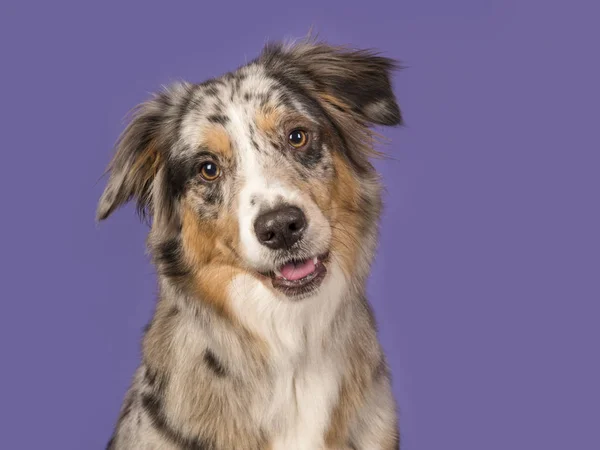紫色の背景にかなりオーストラリアン シェパードの犬の肖像画 — ストック写真