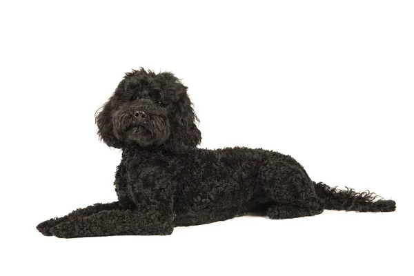 Black labradoodle lying down, looking up isolated on a white background — Stock Photo, Image