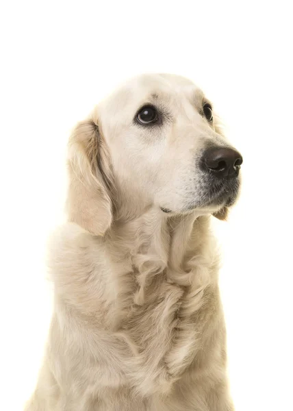 Retrato de um golden retriever olhando para cima isolado em um fundo branco — Fotografia de Stock