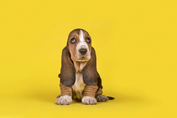 Entzückender Basset-Hundewelpe auf gelbem Hintergrund sitzend — Stockfoto