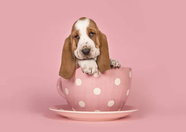 Cute tan and white basset hound cucciolo seduto in una tazza rosa e piattino su uno sfondo rosa — Foto Stock