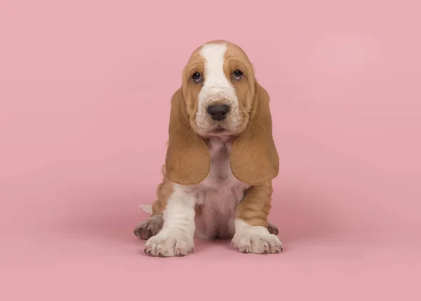 Mignon bronzage et chien de basset blanc chien assis sur un fond rose — Photo