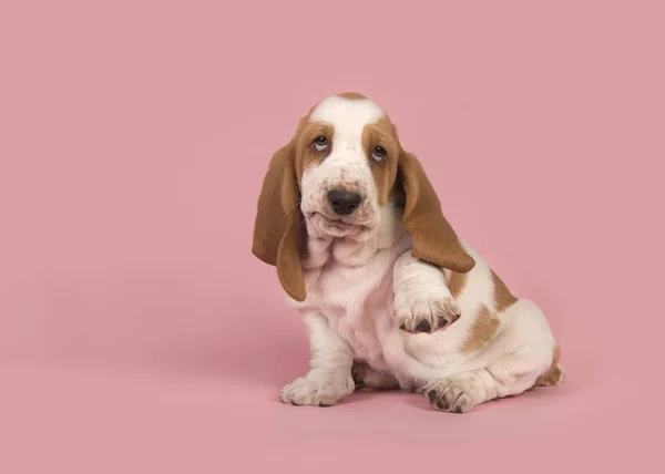 Симпатичный игривый белый и загар бассет щенок поднимает лапу на розовый фон — стоковое фото