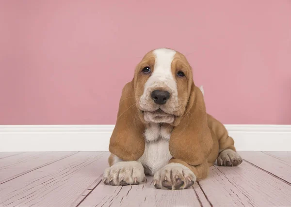 Симпатичный загар и белый щенок-бассет, лежащий в розовой гостиной — стоковое фото