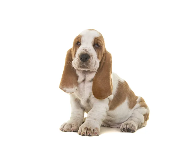 Niedliche sitzende braune und weiße Basset-Hundewelpen, die in die Kamera schauen — Stockfoto