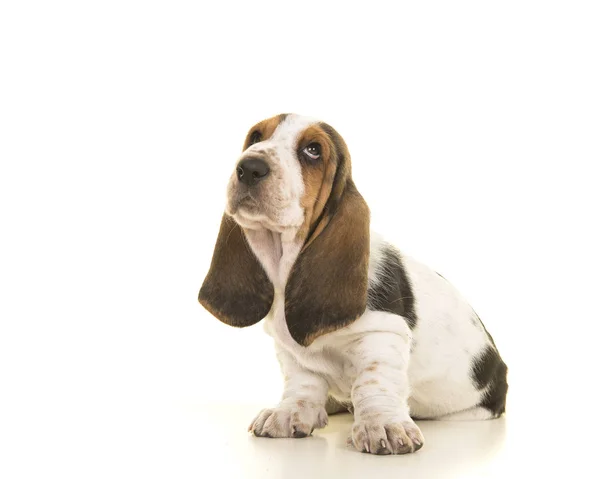 Söt sittande tricolor basset hound valp tittar upp — Stockfoto