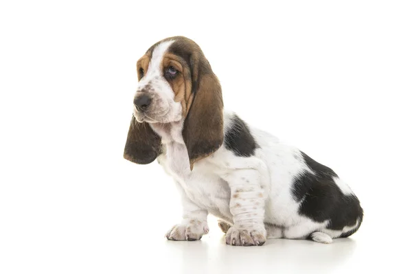 Ładniutka, siedzi, tricolor basset hound szczeniak szuka od widziane z boku — Zdjęcie stockowe