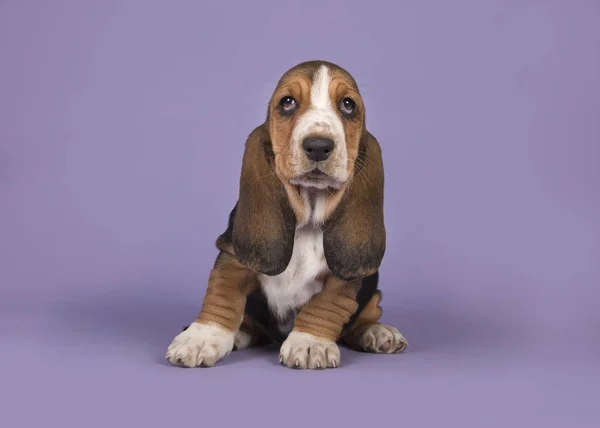 Roztomilý trikolorní pes basset štěně sedící na levandule fialové pozadí — Stock fotografie