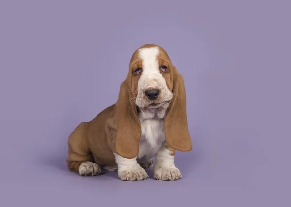 Lindo moreno y perrito basset blanco sentado sobre un fondo púrpura lavanda — Foto de Stock