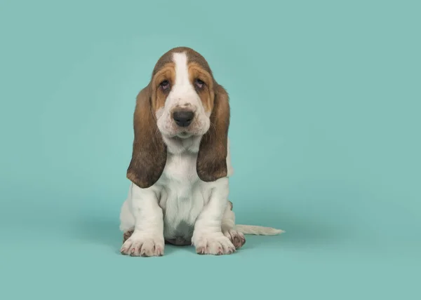 Niedliche sitzende Basset-Hundewelpe schaut in die Kamera auf einem Türkis — Stockfoto