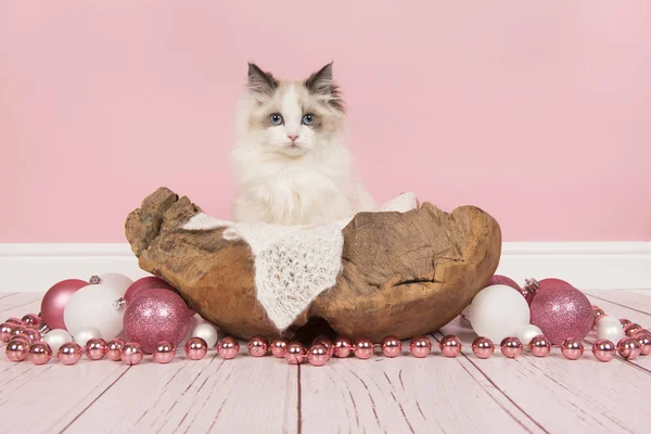 Ragdoll Baby Katze mit blauen Augen in einem hölzernen Korb umgeben wi — Stockfoto