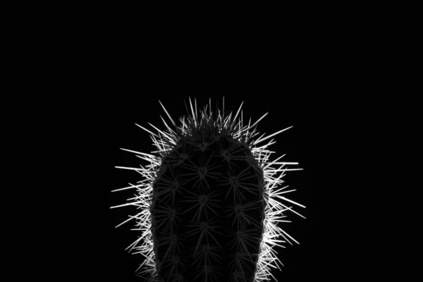 Shilout av taggig kaktus på en svart bakgrund i svart och vit — Stockfoto
