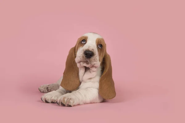 Cute liggen tan en wit basset hound pup op een roze backg — Stockfoto