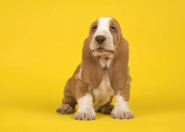 Rozkošný pálením a bílou basset hound štěně psa sedět a hledět — Stock fotografie