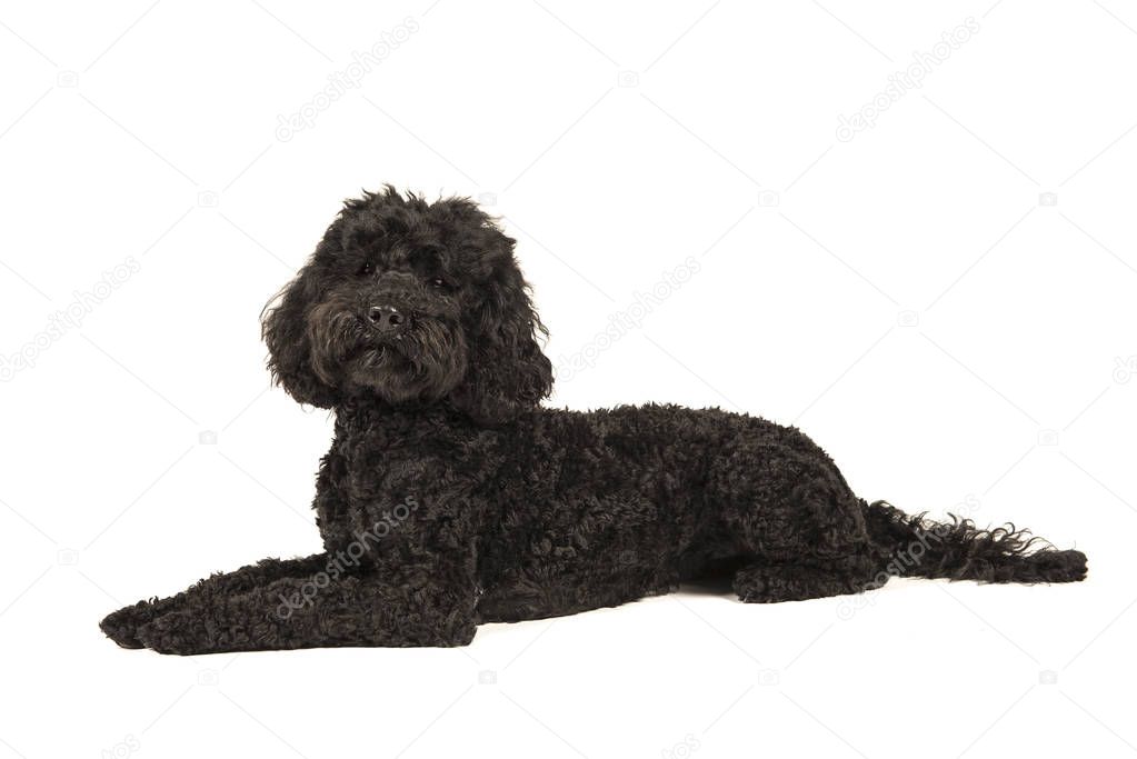 Black labradoodle lying down, looking up isolated on a white background