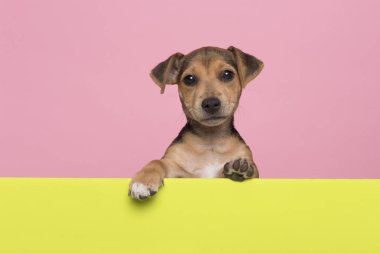 Jack Russell Terrier köpeği yeşil bir levhanın sınırında asılı duruyor. Pençeleri pembe arka planda ve fotokopi alanı var.
