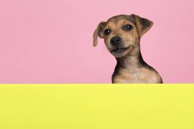 Jack Russell terrier puppy peaking over the border of a lime green board on a pink background with copy space clipart