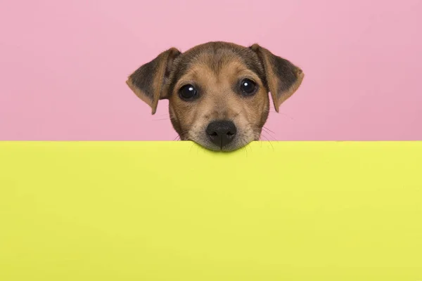 Jack Russell Terrier Cachorro Mastigar Borda Uma Placa Verde Limão — Fotografia de Stock