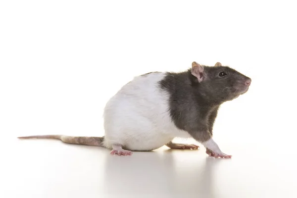 Joli Rat Domestique Sur Fond Blanc — Photo