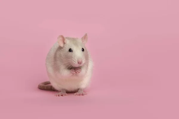 Bonita Rata Doméstica Sentada Sobre Fondo Rosa —  Fotos de Stock