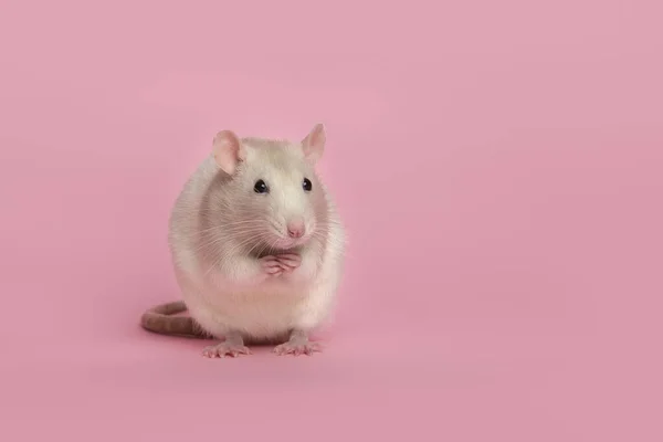 Bonita Rata Doméstica Sentada Sobre Fondo Rosa — Foto de Stock