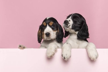 İki sevimli Cocker Spaniel yavrusu pembe bir tahta üzerinde asılı duruyor. Pençeleri pembe bir arka planda ve kopyası için yeri var.