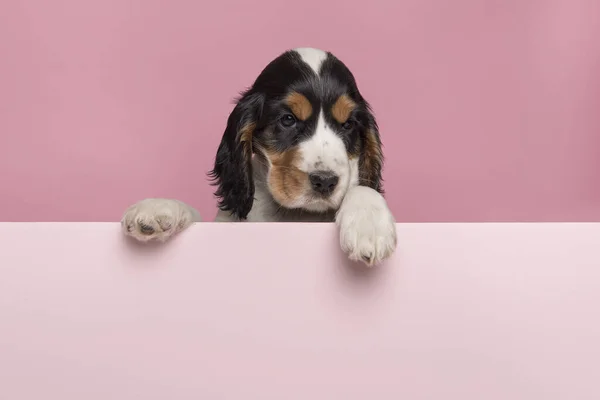 Chiot Cocker Spaniel Suspendu Sur Bord Une Planche Rose Pastel — Photo