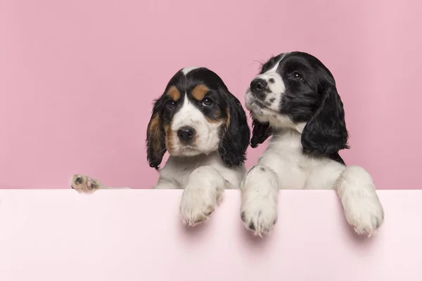 Twee Schattige Cocker Spaniel Pups Hangend Grens Van Een Pastel — Stockfoto