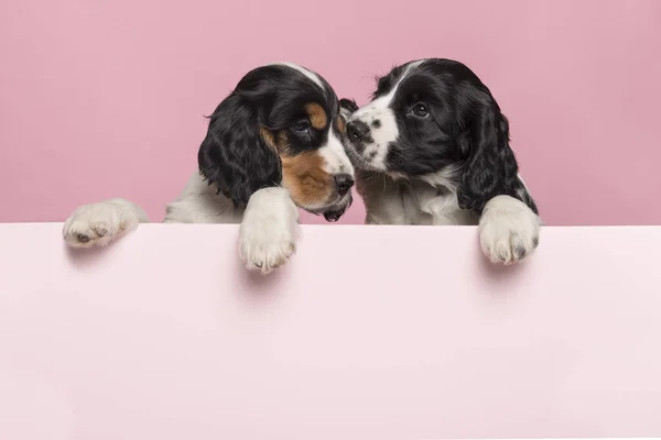 Twee Knuffelende Cocker Spaniel Puppies Hangend Grens Van Een Pastelroze — Stockfoto