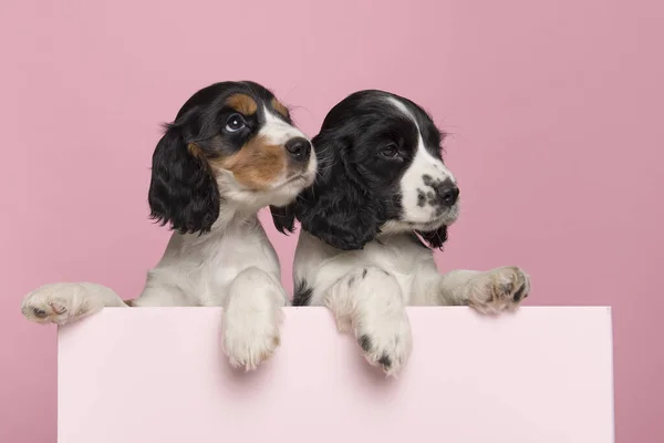 Twee Schattige Cocker Spaniel Puppies Hangend Grens Van Een Pastel — Stockfoto