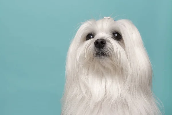 青い背景にかなり長い髪のマルタ犬の肖像画 — ストック写真