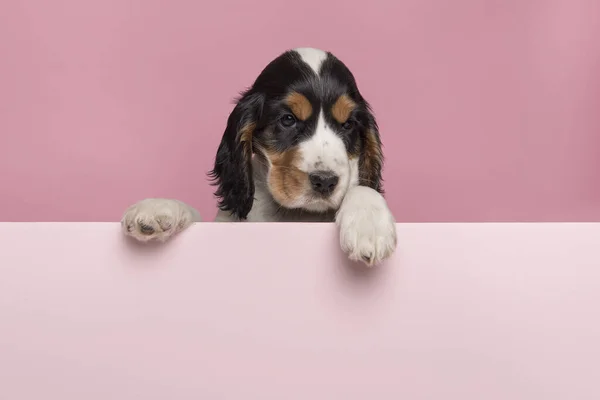 Cocker Spaniel Cachorro Colgando Sobre Borde Una Tabla Color Rosa Fotos de stock libres de derechos