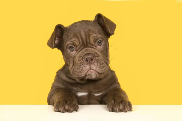 Bonito Cachorro Inglês Velho Bulldog Segurando Uma Placa Branca Olhando — Fotografia de Stock