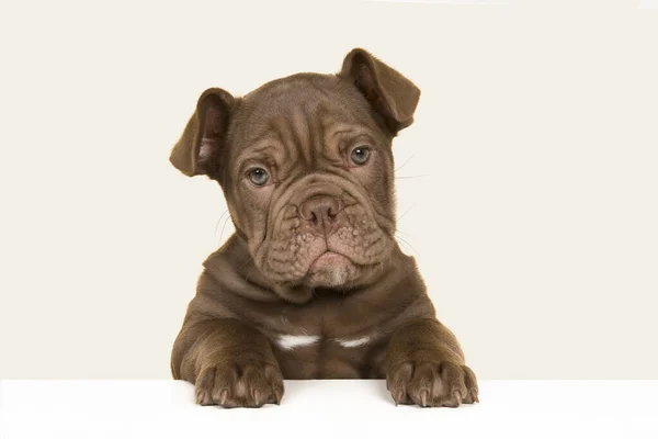 Lindo Viejo Inglés Bulldog Cachorro Celebración Blanco Tablero Mirando Cámara —  Fotos de Stock