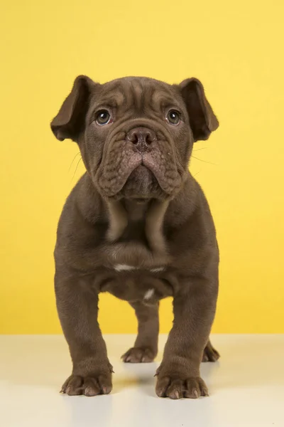 Bonito Cachorrinho Inglês Velho Bulldog Subterrâneo Branco Fundo Amarelo — Fotografia de Stock