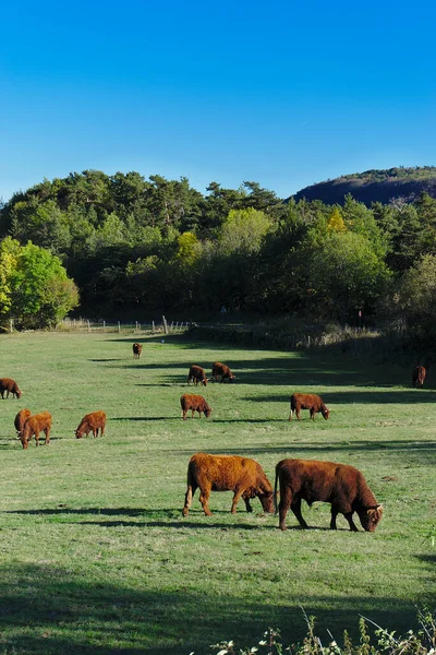 Salers Cows Pasture Auvergne Puy Dome — Stock Photo, Image