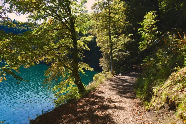 Δάσος Μονοπάτι Περπάτημα Στην Auvergne Pavin Λίμνη — Φωτογραφία Αρχείου