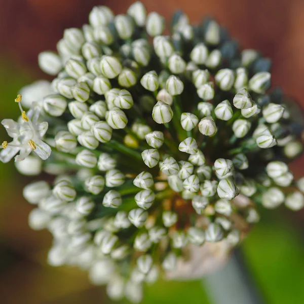 Beyaz Sarımsaklı Çiçek Topu Kapan Bulanık Etki — Stok fotoğraf
