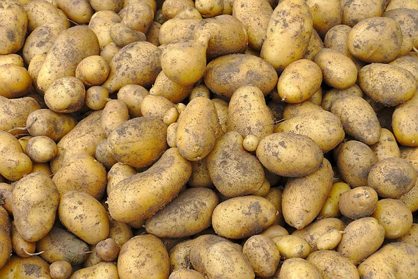 Close Organic Potato Harvest — 图库照片