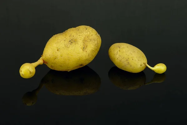 在宏观 黑色背景下变形的有机土豆 — 图库照片