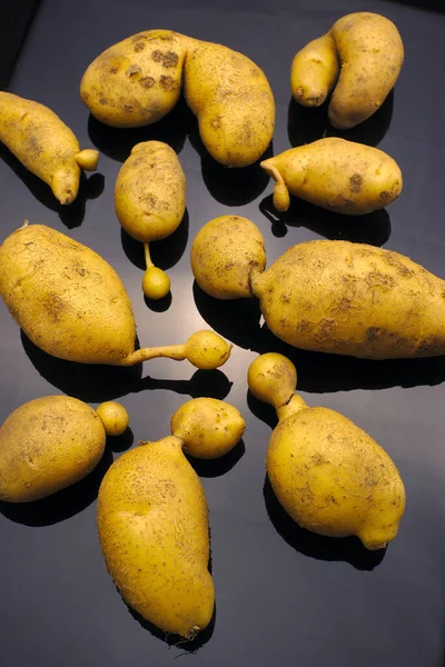 Patatas Orgánicas Deformadas Sobre Fondo Negro —  Fotos de Stock