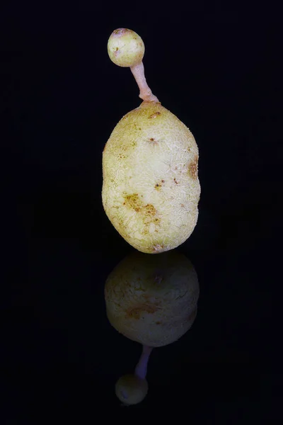 Deformerad Ekologisk Potatis Makro Svart Bakgrund — Stockfoto