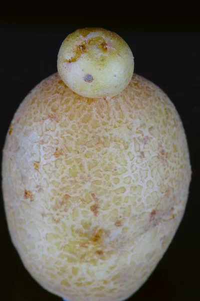 Деформована Органічна Картопля Макро Чорному Фоні — стокове фото